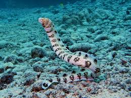 Snowflake Eel Fish Breed Profile