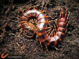 Black And Yellow Millipede India Scolopendra Viridicornis