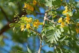 Velg blant mange lignende scener. Seed Of The Week Tipu Tree Growing With Science Blog