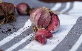 Wann muss man knoblauch pflanzen? Knoblauch Pflanzen Im Topf Auf Balkon Terrasse