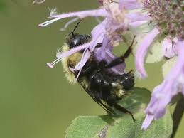 Image result for Bombus flavidus