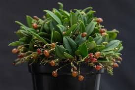 Image result for Sericanthe sp. F