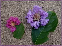 Image result for Lagerstroemia speciosa