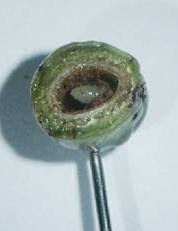 Image result for Ozoroa paniculosa