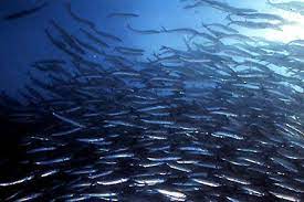 herring inflate their swim bladders by gulping air and deflate them by burping or farting gma org smoked fish aquaculture fish fish swimming