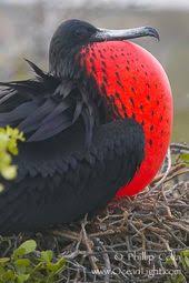 Grey Bird With Red Neck Frigatebird Can Have A Wingspan Of Up To 85 Males Have A Scarlet Throat Pouch Which Is Inflated During Breeding Sea Beautiful Birds Frigatebird Nature Birds