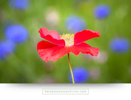 Download red wallpapers hd, beautiful and cool high quality background images collection for your device. Red Poppy With Blue Flowers In Background Wall Art Canvas Print Paradise Canvas Prints