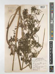 Image result for Afrosciadium