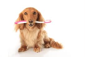 Your pet is part of the family, and should be treated as such. Dog Grooming Services Aussie Pet Mobile