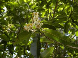 Image result for Calophyllum