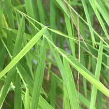 Image result for Pogonatherum paniceum