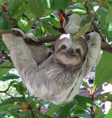 Meet zippy the baby sloth! 900 Cute Sloths Ideas Cute Sloth Sloth Baby Sloth
