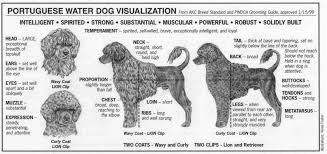 Portuguese Water Dog Grooming Chart Goldenacresdogs Com