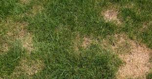 When it comes to ants, many of us have experience of them being a nuisance in the home or yard. How To Detect And Treat Common Lawn Pests