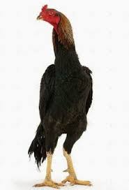  Ayam Petarung Bagus Yang Ditakuti Saat Ini Ayam Juara Ayam Bangkok