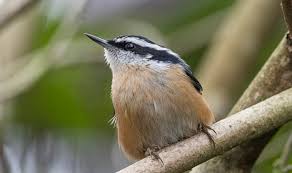 Females will build their nest on their own, lining a nest cavity with fur, bark, or dirt and then filling it will fine grass or other soft materials. Norman The Nuthatch The Urban Nature Enthusiast
