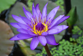 Check spelling or type a new query. Purple Lotus Flower Tdf Blog