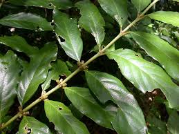 Image result for Lasianthus