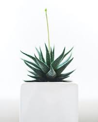 Also known as zebra cactus, there are not just one or two of them but almost two dozens of plants with a striking striped appearance like a zebra skin. Zebra Cactus Plant Haworthia Fasciata Dear Plants