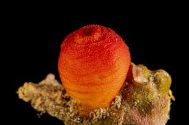 Image result for Halopegia