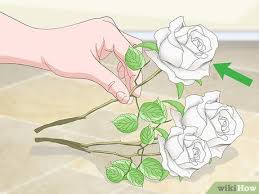 Cara menanam bunga mawar di musim hujan. 3 Cara Untuk Mewarnai Mawar Wikihow