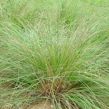 Image result for Eragrostis homblei