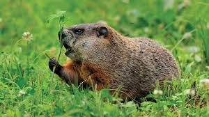 How to trap a skunk. Learn About Woodchucks Mass Gov