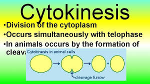 We did not find results for: Unit Iii Cells Part Iv Cell Division Cancer