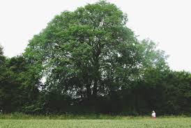 About elms and how tos. The Great British Elm Projects The Conservation Foundation