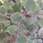 Image result for Helichrysum lineare