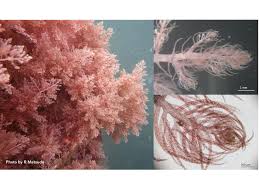 Image result for Achyropsis