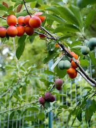 Crazy Tree Grows Over 40 Different Types Of Fruit For Real Types Of Fruit Different Kinds Of Fruits Growing Tree