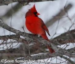 Backyard Birds Of Middle Tennessee Tennessee Watchable Wildlife Northern Cardinal Lots Of These Backyard Birds Northern Cardinal Wildlife