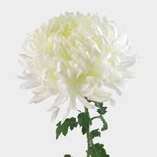 We did not find results for: Football Mum White Flower Wholesale Blooms By The Box