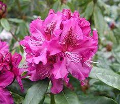 Because it holds its foliage for more than 2 years, the plant always is full and bushy. 14 Purple Rhododendrons Ideas Rhododendron Purple Flowers Plants