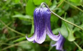 Fill a garden pot with cutting compost and water. Clematis Plant Care Growing Planting Cutting Clematis Diseases Pests Seed Germination Leaves