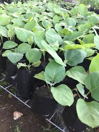 Lovepik provides 1800+ eggplant seedlings photos in hd resolution that updates everyday, you can free download for both personal and commerical use. Long Purple Eggplant Seedlings Prakriti Nursery Facebook