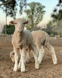 Merino Sheep for Sale In stock. available at LIVESTOCK FOR SALE USA