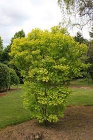 Cotinus Golden Spirit Smoke Tree Smoke Bush Little Gardens
