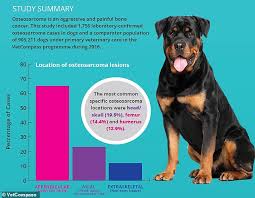 All of these things can be signs of pain in animals. Dogs Larger Breeds Including Great Danes And Rottweilers Are At A Higher Risk Of Bone Cancer Australiannewsreview
