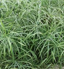 Image result for Cyperus platycaulis