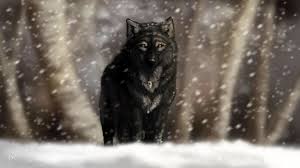 Black fox illustration, wolf, animals, artwork, creativity, black background. Black Wolf Wallpaper 64 Images