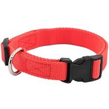 oshejniki dlya sobak vo vladivostoke