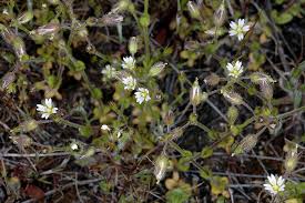 Image result for Cerastium indicum