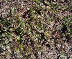 Image result for Helichrysum asperum