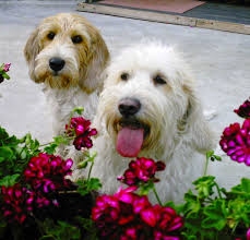 Image result for malý vendéeský hrubosrstý honič