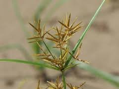Image result for Schoenoplectus muriculatus