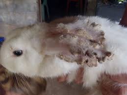 Image result for scabies rabbits ears