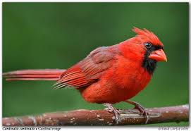 Birds That Start With J J Adore Les Cardinaux Wonder Zoo Northern Cardinal Animals