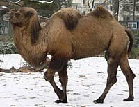One of the fastest race times clocked by a camel was 6.21 miles in 17 minutes and seven seconds with an average speed of 21.76 miles per hour. Camel Wiktionary